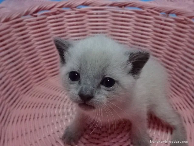 ID：1901-01053の子猫