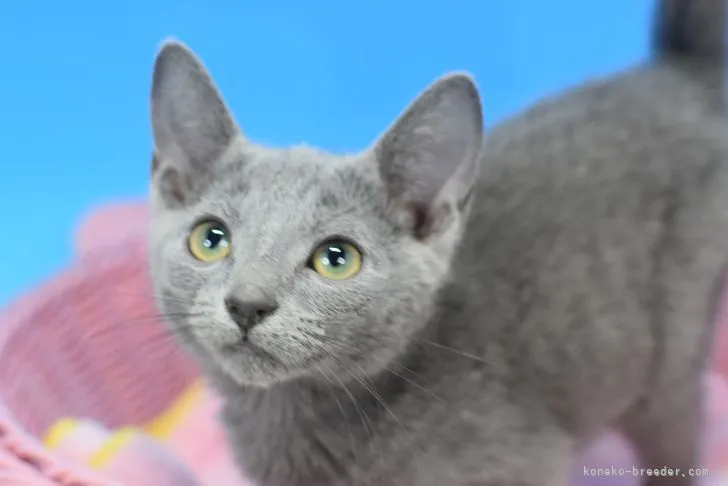 ID:2202-00645の子猫