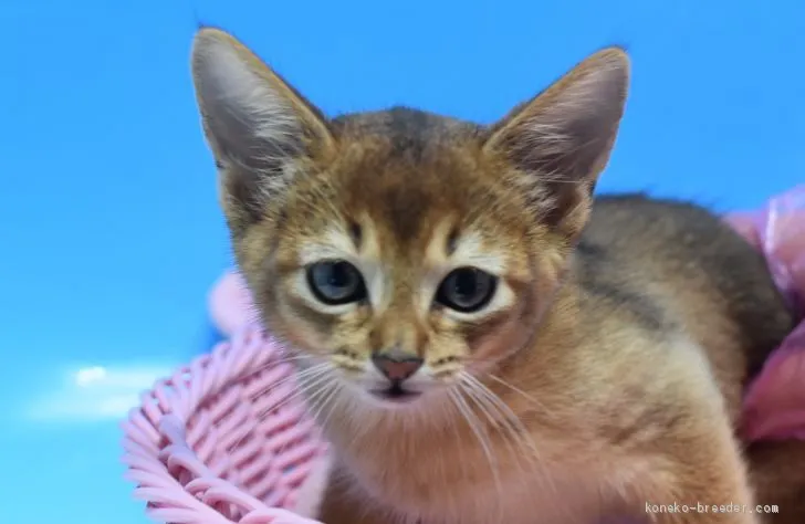 ID：2005-01599の子猫