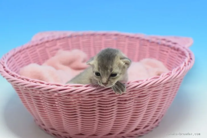 ID:2002-00936の子猫