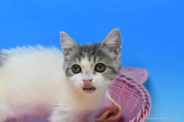 ID：2111-00352の子猫