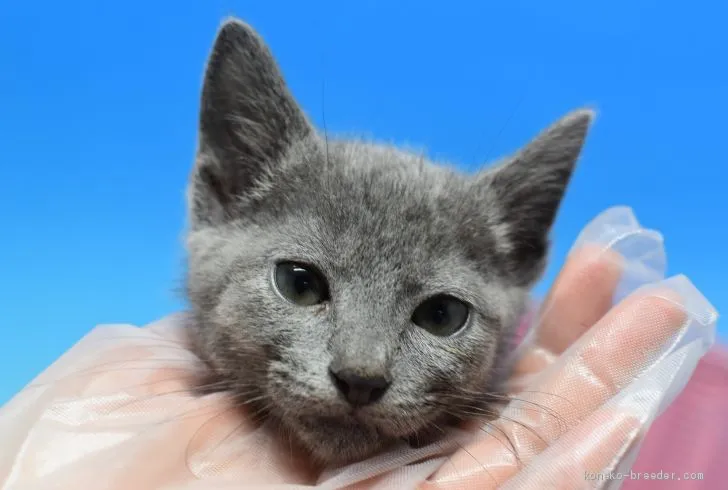 きらら 様のお迎えした子猫