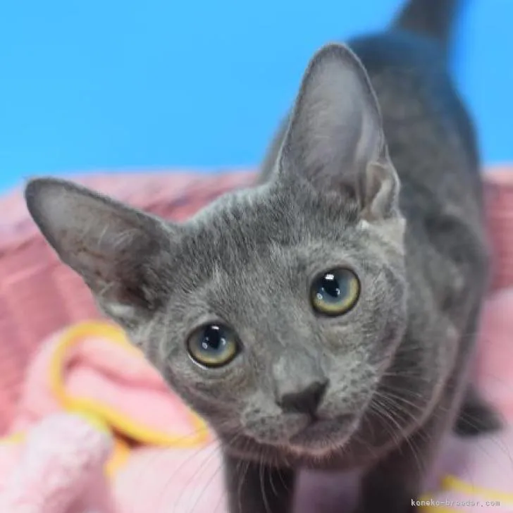 ID：2207-00786の子猫