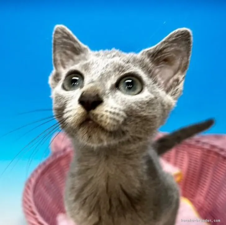 ID：2309-02983の子猫