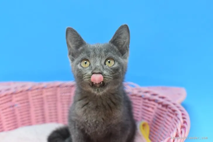 ID：2108-01795の子猫