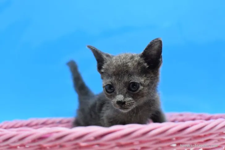 ID：2005-00513の子猫