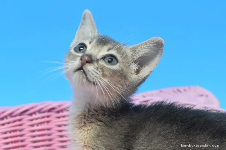 ID：1912-00759の子猫
