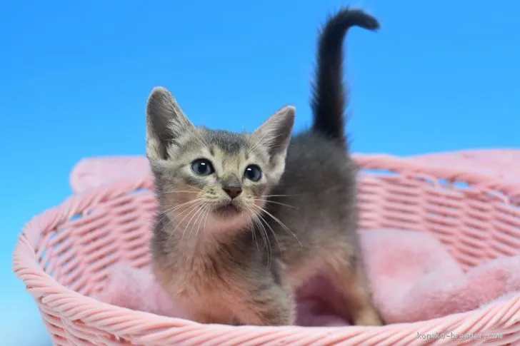 ID：1909-00869の子猫