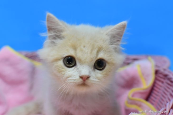 マンチカン 長足 茨城県 男の子 21年9月1日 クリーム ホワイト めちゃかわいい 子 みんなの子猫ブリーダー 子猫id 2111