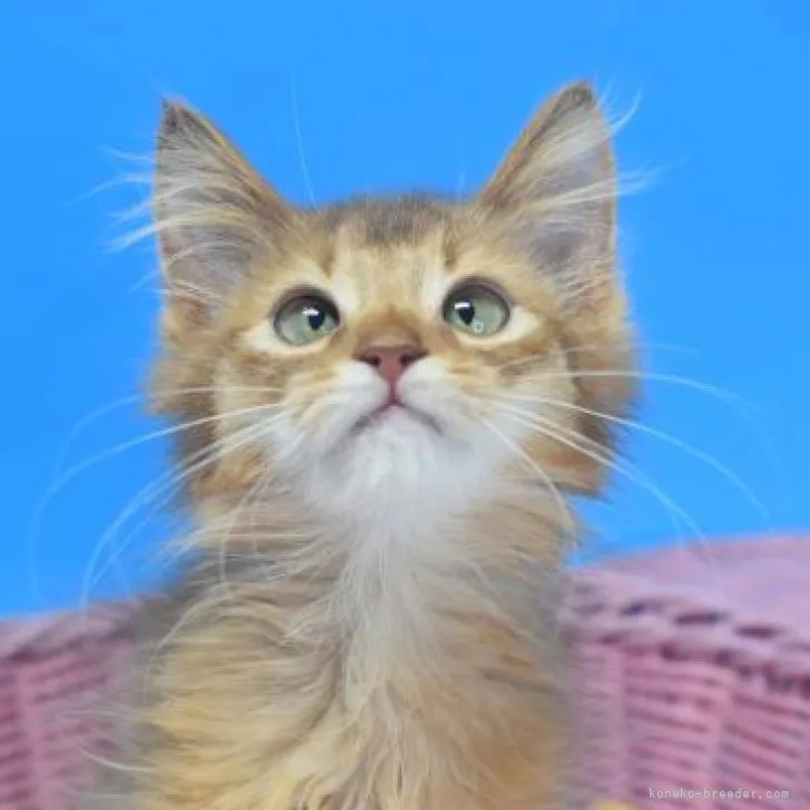 ID:2208-00503の子猫