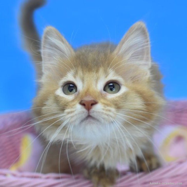 cat_img_1_971ae2d62529.jpg