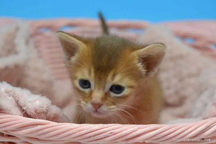 のぞみ 様のお迎えした子猫