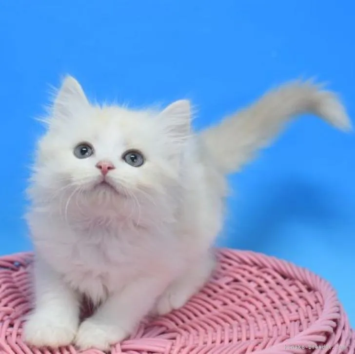 ID:2209-02118の子猫