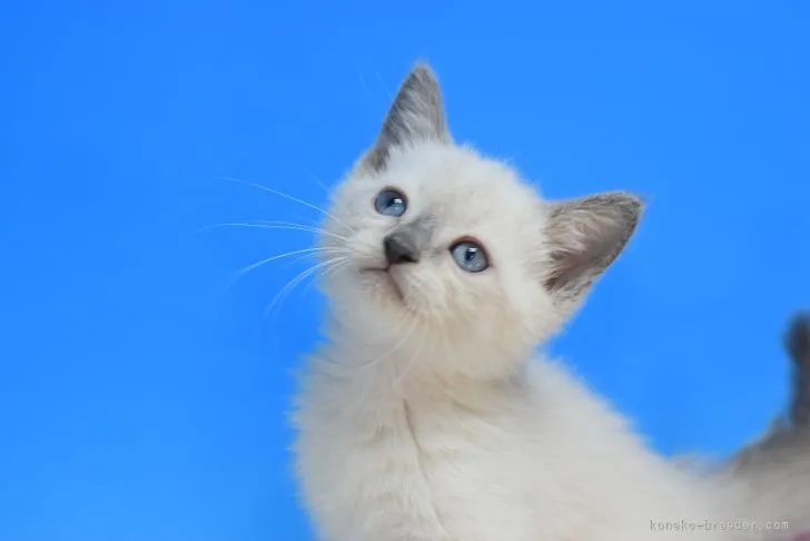 ID：2109-01173の子猫