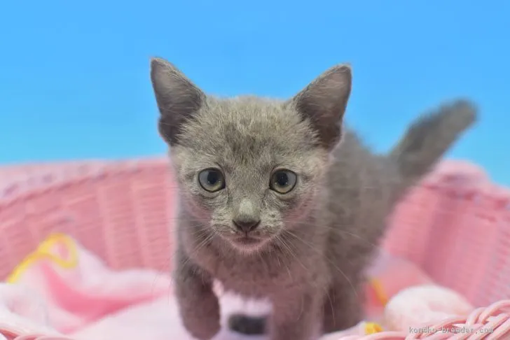 おなか 様のお迎えした子猫