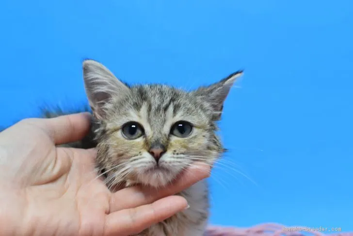 イシバシ 様のお迎えした子猫