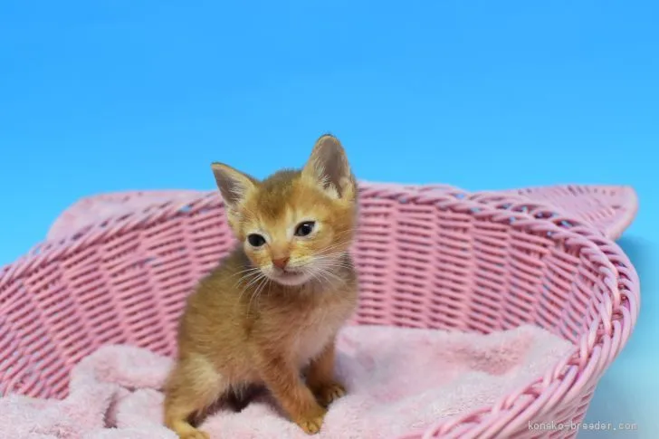 ID：2003-00213の子猫