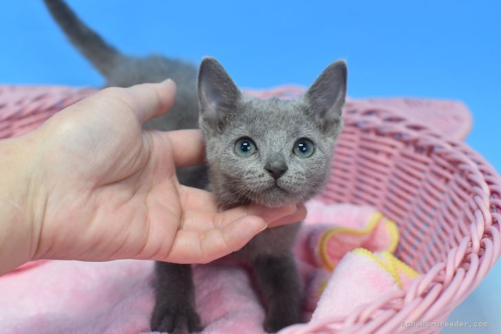 ロシアンブルー 茨城県 女の子 21年12月5日 ブルー まだまだ赤ちゃん みんなの子猫ブリーダー 子猫id 21
