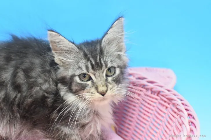 ID：2201-00755の子猫