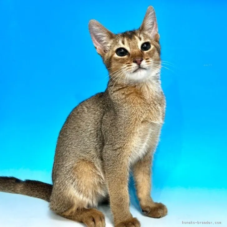 ID:2309-00345の子猫