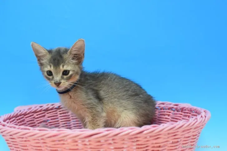 ID:2008-00480の子猫