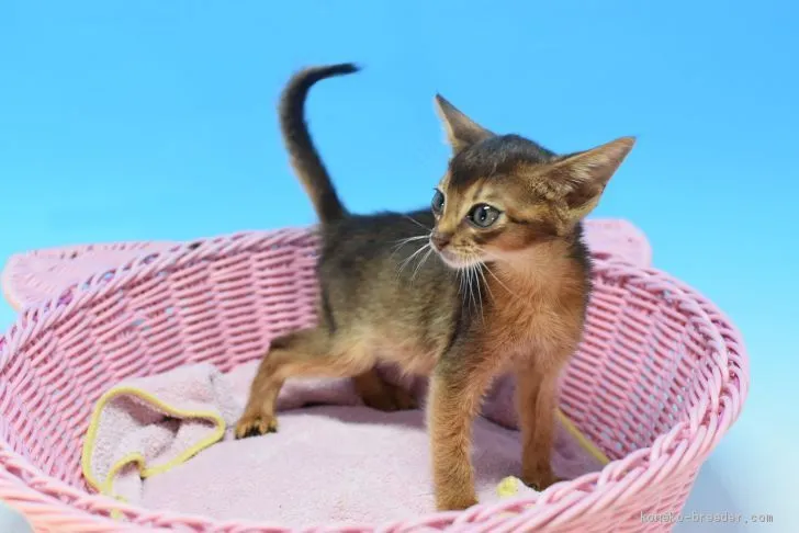 たまにゃん 様のお迎えした子猫