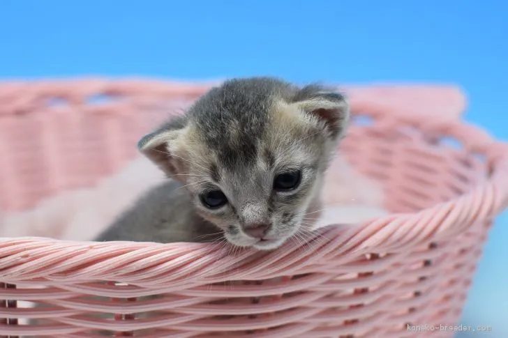 ID：1905-01280の子猫