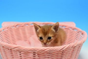 アビシニアン【茨城県・男の子・2019年3月10日・レッド（ショート）】の写真「父トリプルチャンピオン。　遺伝子検査済！」