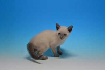 ロシアンブルー【茨城県・男の子・2018年9月21日・ブルーポイント（ショート）】の写真「無料で不妊手術いたします♡♡」