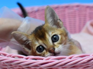 アビシニアンxシンガプーラmix【茨城県・男の子・2020年4月15日・ブラウンティックドタビー♪（ショート♪）】の写真「５月中のご契約で出張可能です。」