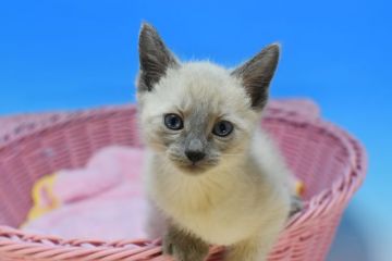 ロシアンブルー【茨城県・男の子・2021年10月21日・ブルーポイント♪（ショート。）】の写真「ブルーポイントちゃんです♪」