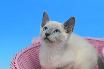 ロシアンブルー【茨城県・男の子・2021年12月5日・ブルーポイント♪（ショート♪）】の写真「まだまだ赤ちゃん(⋈◍＞◡＜◍)。✧♡」