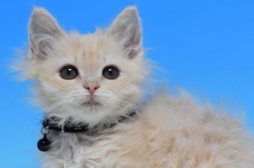 ラパーマ【茨城県・女の子・2018年12月24日・クリームマッカレルタビー（巻き毛ロング）】の写真「父ダブルチャンピオン。　遺伝子検査済！」