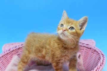 マンチカンxラパーマMIX【茨城県・男の子・2020年5月5日・レッドタビー♪（ショート♪）】の写真「お得！早期去勢手術済♪」