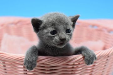 ロシアンブルー【茨城県・男の子・2019年5月1日・ブルー（ショート）】の写真「父ダブルチャンピオン。　母ベストハウスホールド。」