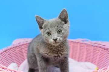 ロシアンブルー【茨城県・女の子・2021年2月2日・ブルー♪（ショート♪）】の写真「父ダブルチャンピオン♪」