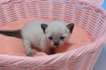 マンチカン(短足)【茨城県・男の子・2019年6月17日・ブルーポイント（ショート）】の写真「母ダブルチャンピオン♪」