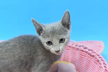 ロシアンブルー【茨城県・女の子・2021年8月14日・ブルー♪（ショート♪）】の写真「父ダブルチャンピオン♪」