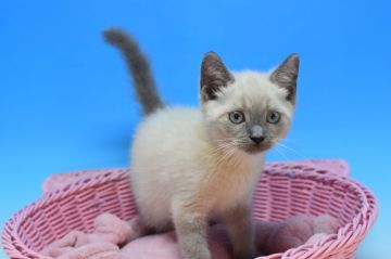 マンチカン(長足)【茨城県・男の子・2020年6月5日・ブルーポイント🎵（ショート。）】の写真「丸いお顔がキュートな男の子♪」