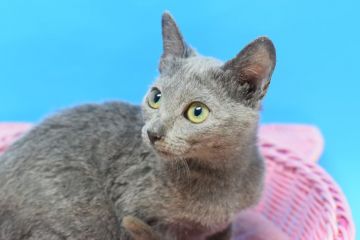 ロシアンブルー【茨城県・女の子・2020年9月10日・ブルー♪（ショート。）】の写真「可愛い女の子♪」