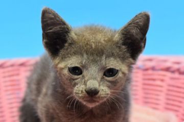 ロシアンブルー【茨城県・女の子・2020年3月1日・ブルー♪（ショート。）】の写真「GWキャンペーン♪」