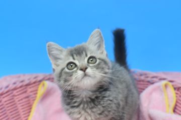 マンチカン(長足)【茨城県・女の子・2022年4月14日・ブルータビー♪（ショートヘアー♪）】の写真「とてもかわいい女の子(⋈◍＞◡＜◍)。✧♡」