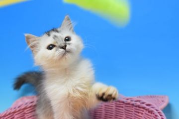 ペルシャxセルカークレックス♪【茨城県・男の子・2020年5月30日・シルバータビー&ホワイト。（セミロング）】の写真「もふもふの元気な男の子♪」