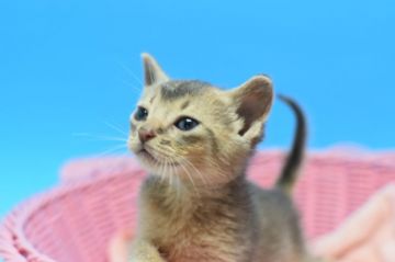 アビシニアン【茨城県・女の子・2020年5月1日・ブルー♪（ショート）】の写真「♂♀全色そろっています！！」