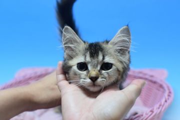 マンチカン(短足)【茨城県・女の子・2020年7月29日・トーティ♪（セミロング。）】の写真「長毛・短足ちゃん♪」