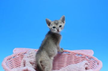 アビシニアン【茨城県・女の子・2019年3月1日・ブルー（ショート）】の写真「父トリプルチャンピオン　遺伝子検査済！」