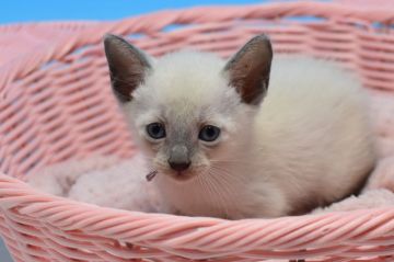 ロシアンブルー【茨城県・男の子・2019年7月4日・ブルーポイント（ショート）】の写真「残り1頭！」