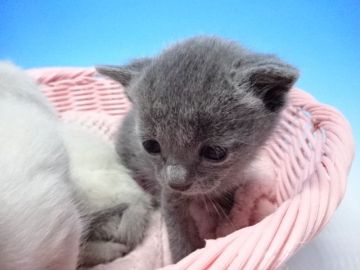 ロシアンブルー【茨城県・男の子・2019年1月5日・ブルー（ショート）】の写真「父ダブルチャンピオン！」