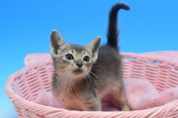 アビシニアン【茨城県・男の子・2019年8月18日・ブルー（ショート）】の写真「父トリプルチャンピオン♪」