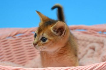 アビシニアン【茨城県・女の子・2019年2月12日・ルディ（ショート）】の写真「父トリプルチャンピオン　遺伝子検査済」